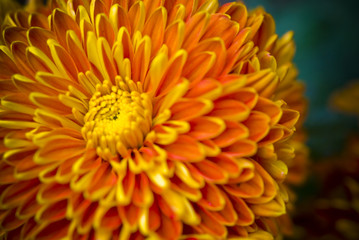 close up of yellow chrysanthemum