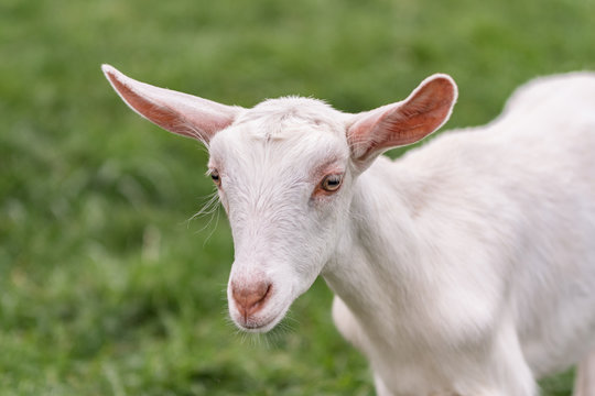 Saanen Goat Kid