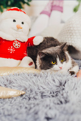 Снеговик и кот 
