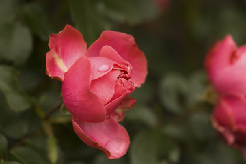 Fototapeta premium Rose petals. Natural blurred background.