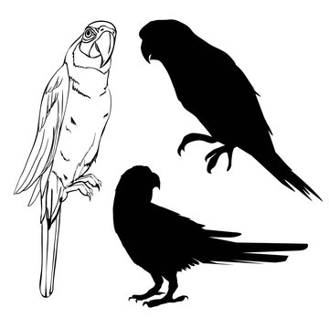 illustration with parrot silhouettes collection isolated on white background
