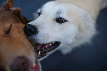 Love you, Brown and white dogs are playing on soft background, Close up.