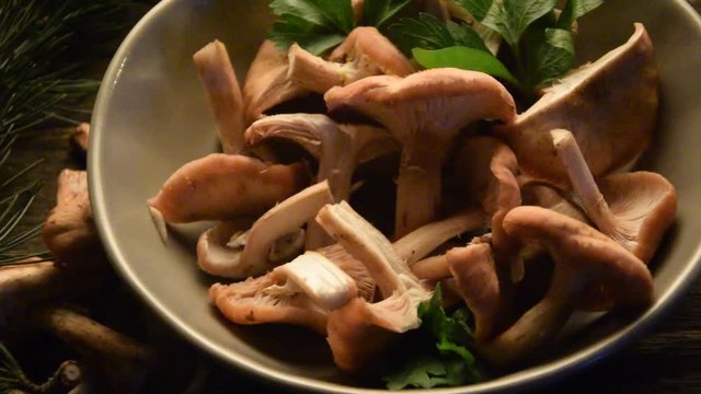 Armillaria mellea Fungi Honiggelber Hallimasch Funghi chiodini Armillaire couleur de miel Puza Honey video fungus Ciodin 蜜環菌 Cama-sec de soca