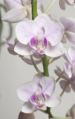 Naklejka na ściany i meble Phalaenopsis orchid flowers (butterfly orchid)