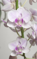 Phalaenopsis orchid flowers (butterfly orchid)