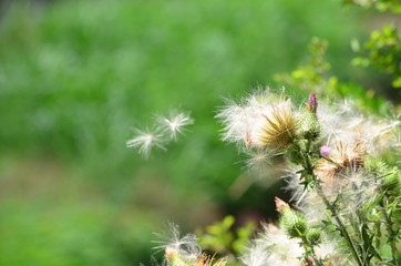 アザミの綿毛