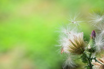 アザミの綿毛