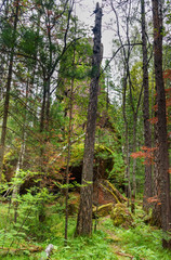 Fototapeta premium Pillar Firstborn. Russian reserve Stolby Nature Sanctuary. Near Krasnoyarsk