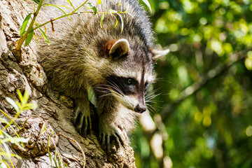 raccoon going down the tree
