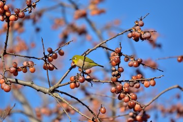 晩秋の柿の木にメジロ