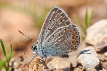 Common Blue or Polyommatus icarus, Small blue butterfly on the ground, natural habitat