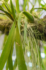 Obraz premium orchid roots on tree