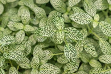 Sanchezia Speciosa Leonard