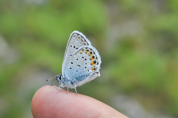 Plebejus argus, Silver Studded Blue. a common butterfly in Europe on human hand