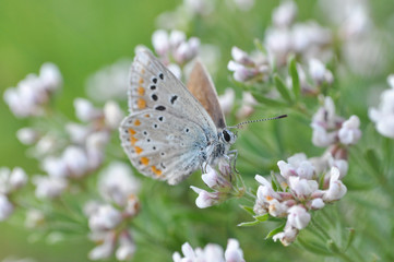 Polyommatus dorylas, Common Blue butterfly - Lycaenidae family, Background with butterfly on wildflowers