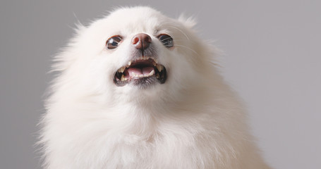 Fototapeta na wymiar Angry Pomeranian dog