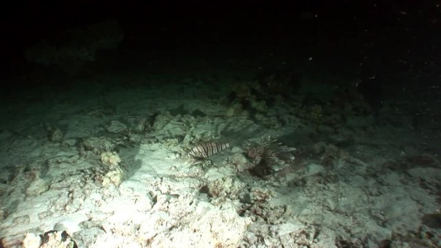 Giant predator Common lionfish Pterois volitans hunts for fish in Red sea. Sharp fins. Relax underwater video about devourer of marine inhabitants.