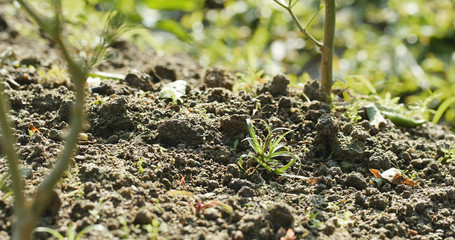 New grow plant in farm