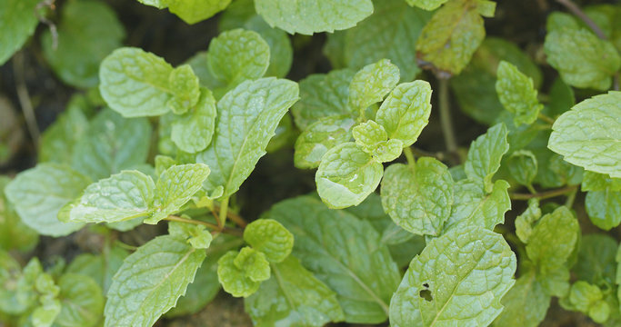 Close up of Mint plant