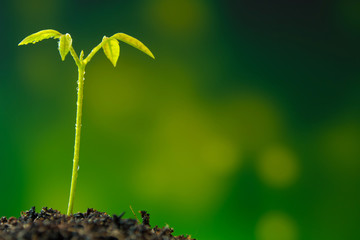 Bud leaves of young plant seeding in forest
