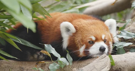 Crédence de cuisine en verre imprimé Panda Panda roux allongé sur l& 39 écorce des arbres