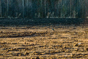 empty fields in autumn in countryside