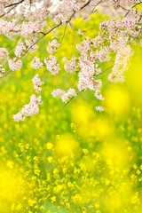 Naklejka premium 桜と菜の花