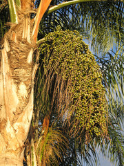 Naklejka premium Ripening fruit on date palm