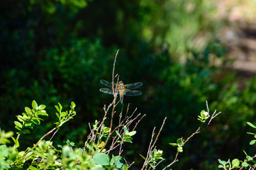 butterfly and dragonfly in summer forest