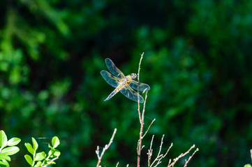 butterfly and dragonfly in summer forest