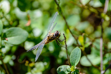 butterfly and dragonfly in summer forest