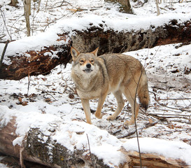 Obraz premium Wolf in the winter wood