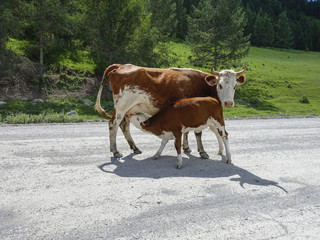 Fototapeta na wymiar Brown cow and calf suckling milk on the road in sunny day