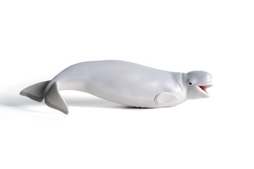 Obraz premium white beluga whale
