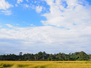 Harvest rice field season with blue sky background