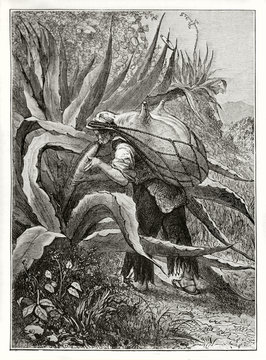 Old illustration of Mexican peasant sucking juice from maguey plant for pulque production. Created by Riou after previous engraving by unknown author published on Le Tour du Monde Paris 1862