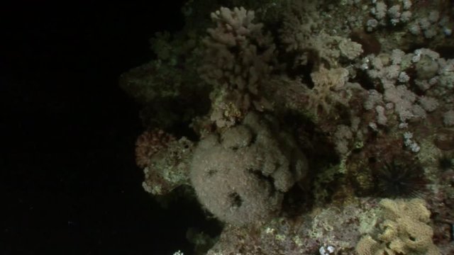 Giant predator Common lionfish Pterois volitans hunts for fish in Red sea. Sharp fins. Relax underwater video about devourer of marine inhabitants.
