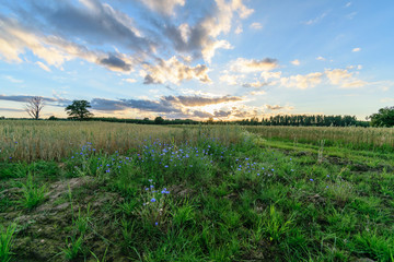 empty colorful meadows in countryside with flowers in foreground