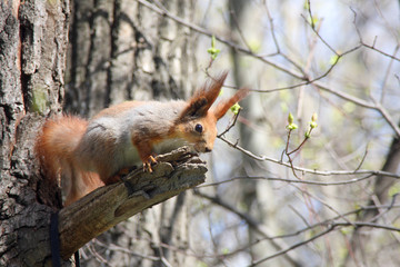 Squirrel on the branch