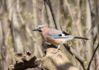 The jay sits on a snag