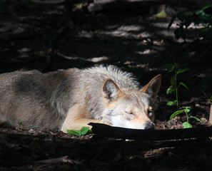 The sleeping wolf