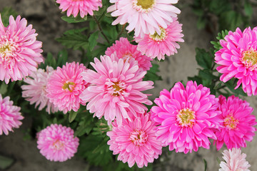 Aster flower. Pink flowers