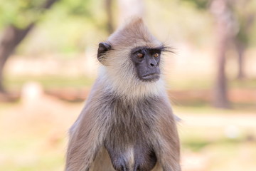 アヌラーダプラ