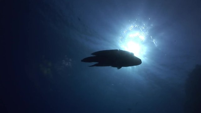 Napoleon fish on background of sun underwater reflection in Red sea. Relax video about marine inhabitants.