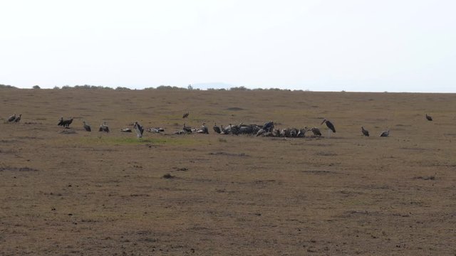 Birds Vultures Eat A Dead Animal In The African Savannah
