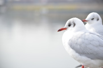 Fototapeta premium カモメ