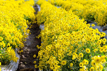 Yellow Chrysanthemum farm at Mae Hong Son Province,Thailand.