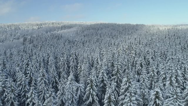 Aerial shot along the forrest among the Carpathian Mountains in winter 4K