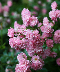 Lush flowering of a pink hybrid rose 