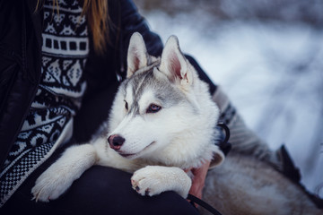 female hiker with siberian husky dogs in mountains looking at beautiful view © Olena_Molchanova